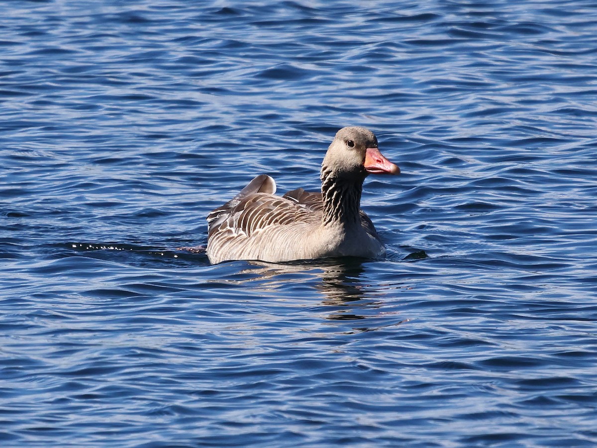 Серый гусь - ML646940621