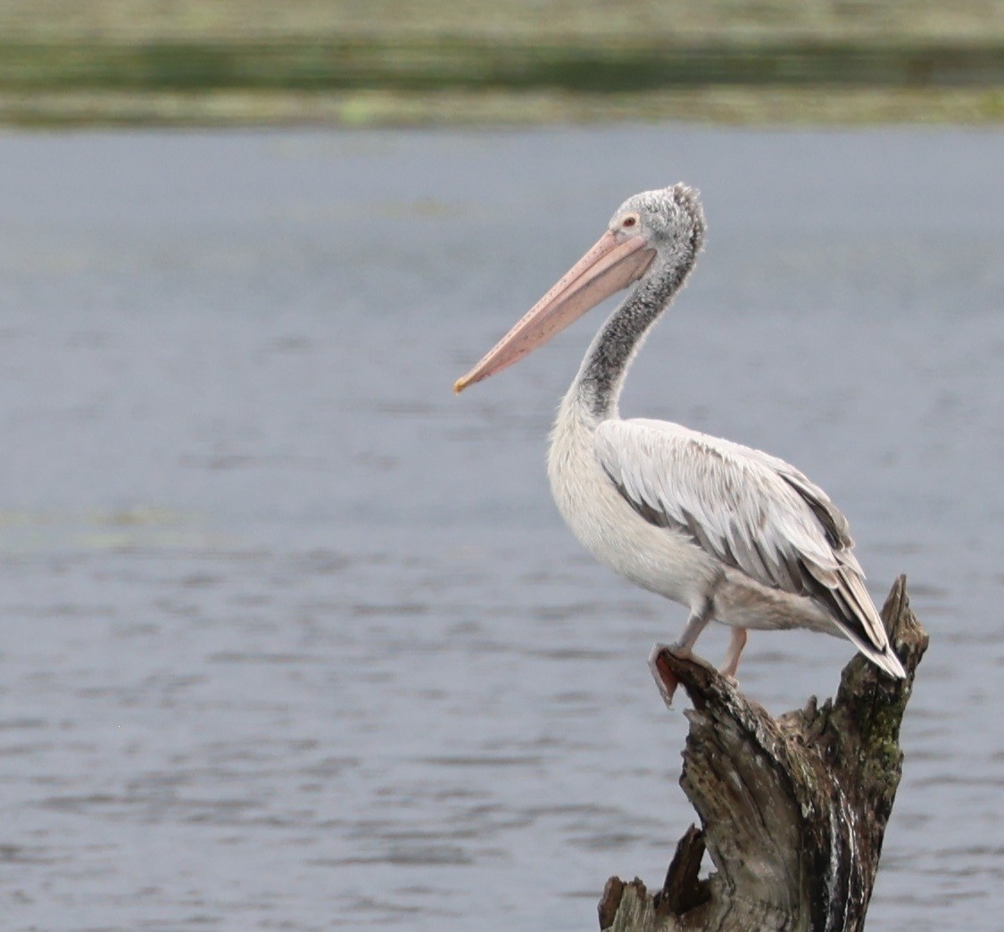 flekknebbpelikan - ML646940622