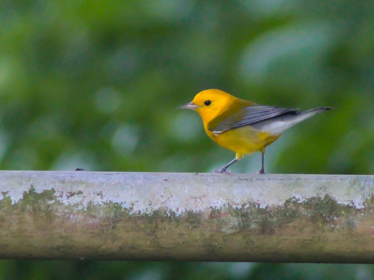 Prothonotary Warbler - ML646940626