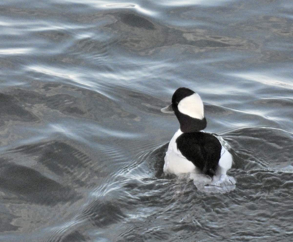 Гоголь-головастик - ML646940628