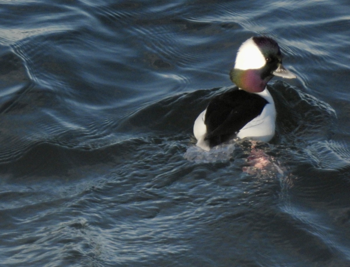 Гоголь-головастик - ML646940629