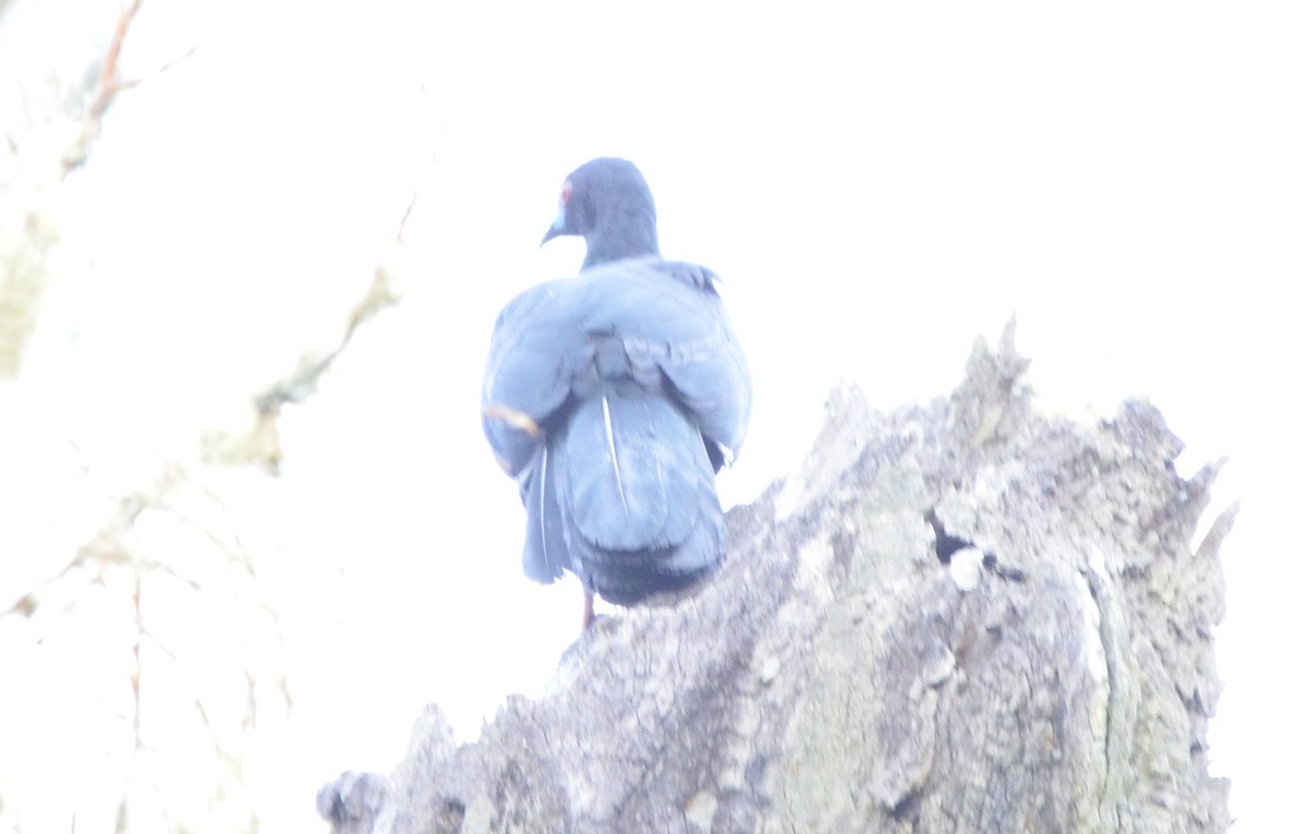 Schwarzguan - ML646940635