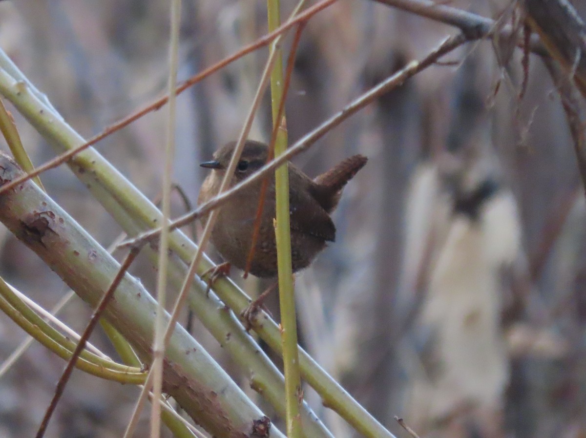 střízlík kanadský - ML646940641