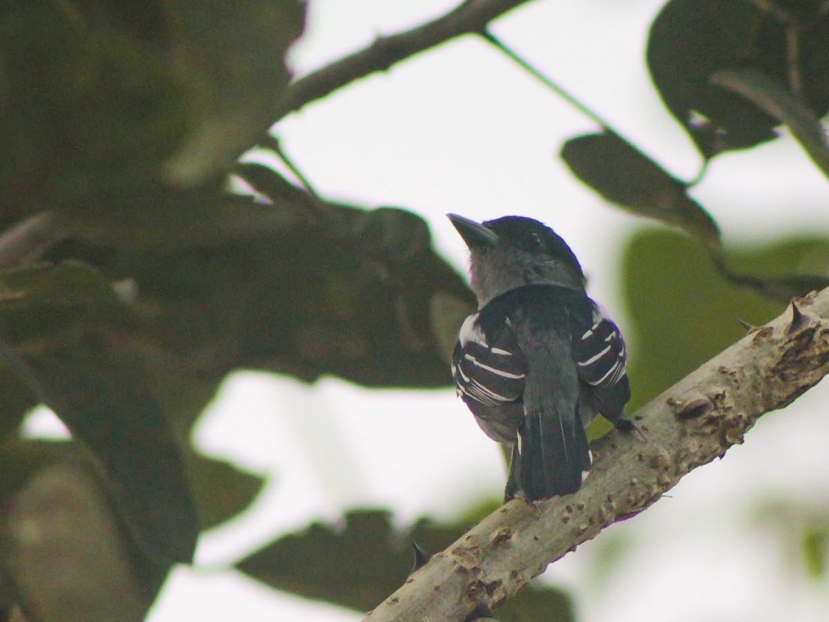 White-winged Becard - ML646940642