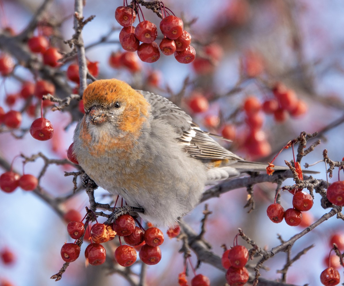 ギンザンマシコ - ML646940644