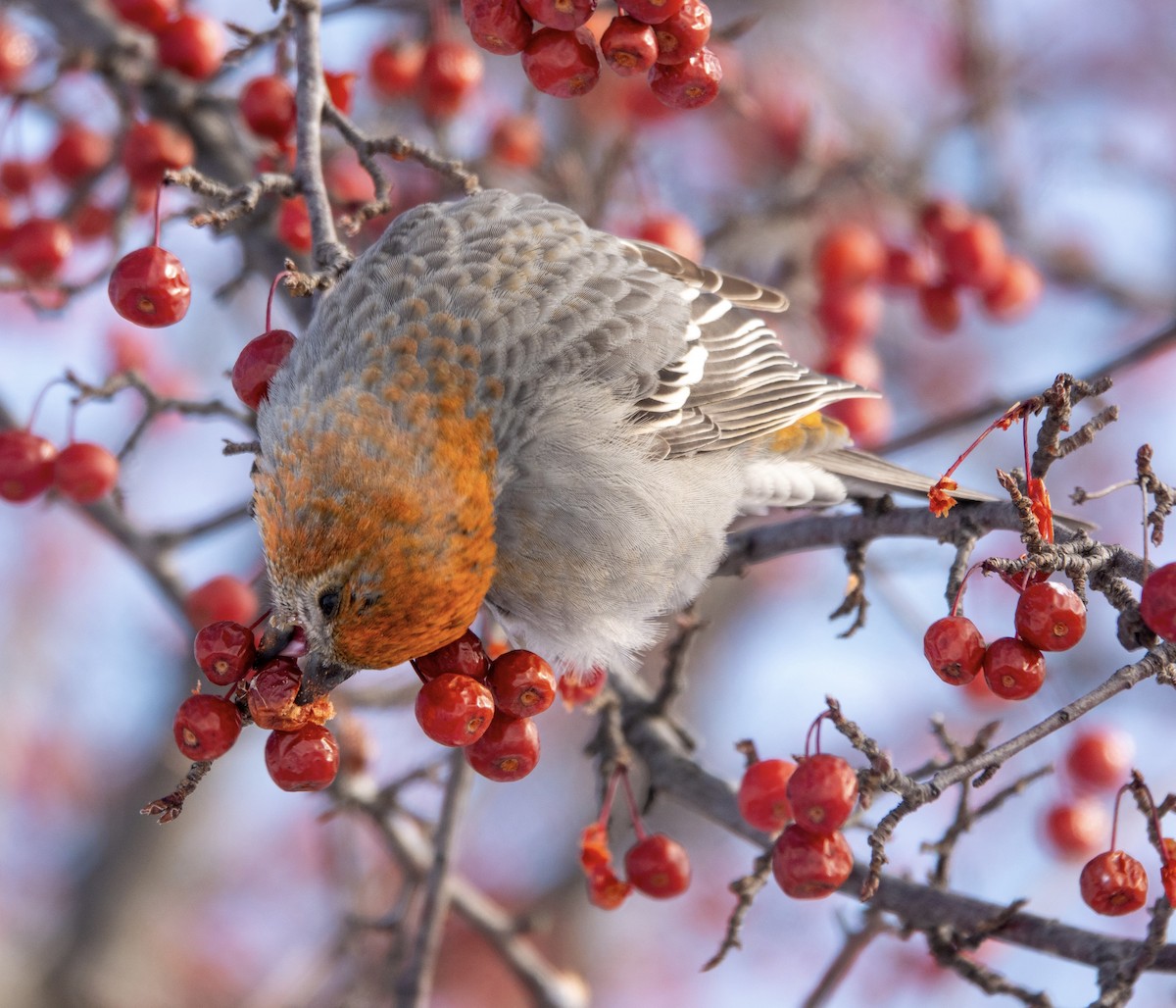 ギンザンマシコ - ML646940646