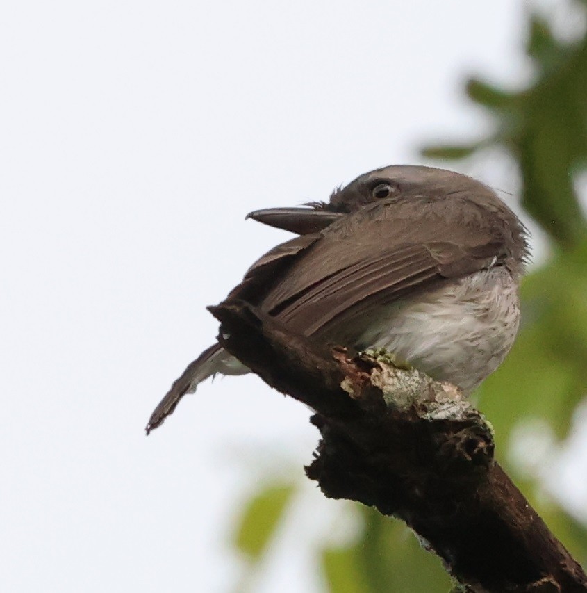 Sri Lanka Woodshrike - ML646940647