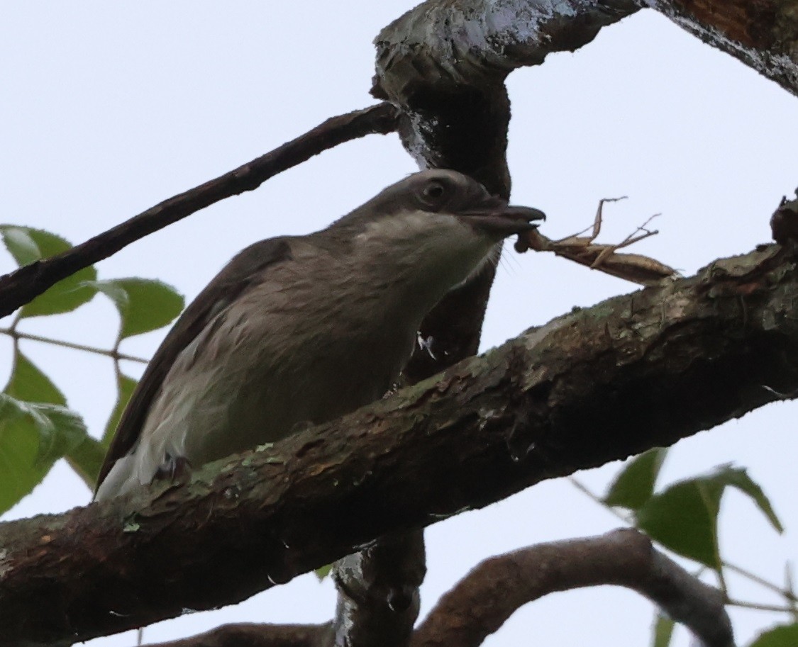 Sri Lanka Woodshrike - ML646940648