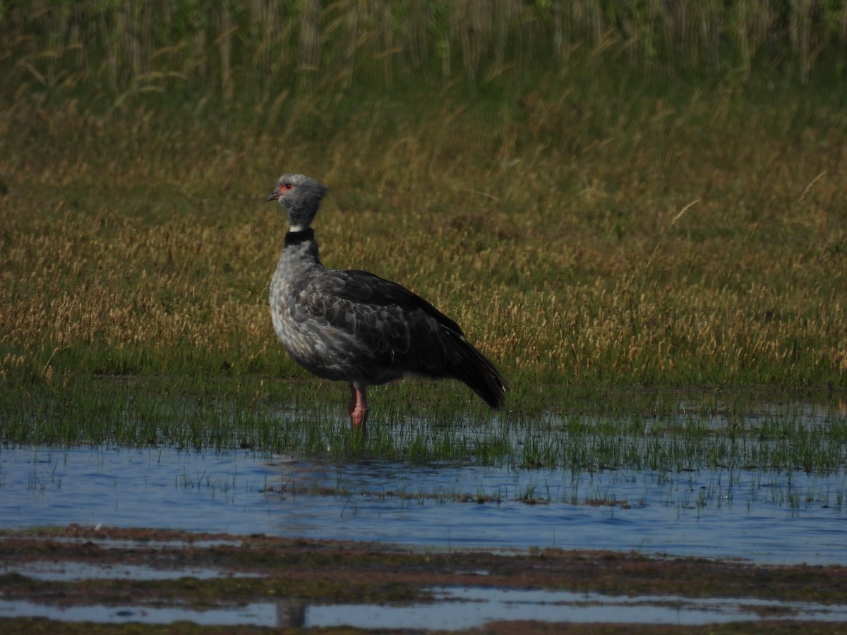 カンムリサケビドリ - ML646940649