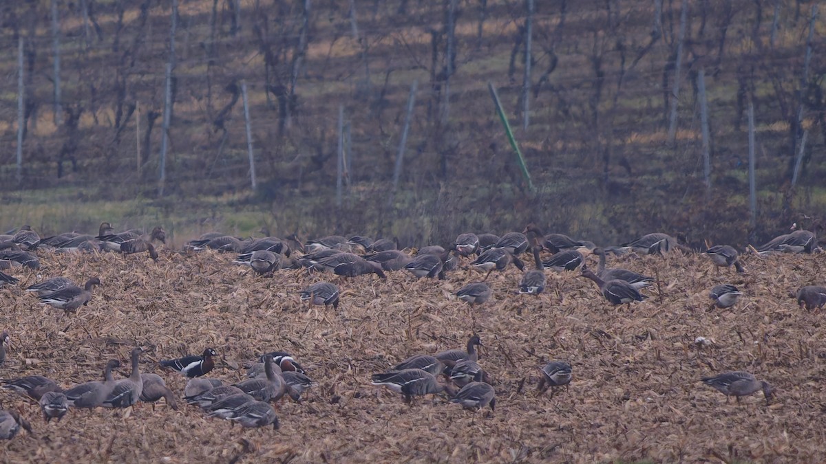 Red-breasted Goose - ML646940651