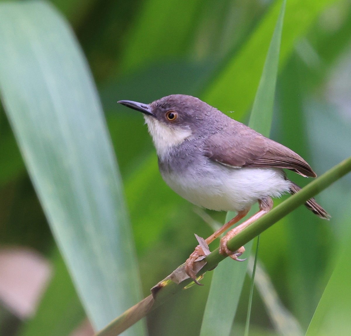 Gray-breasted Prinia - ML646940655