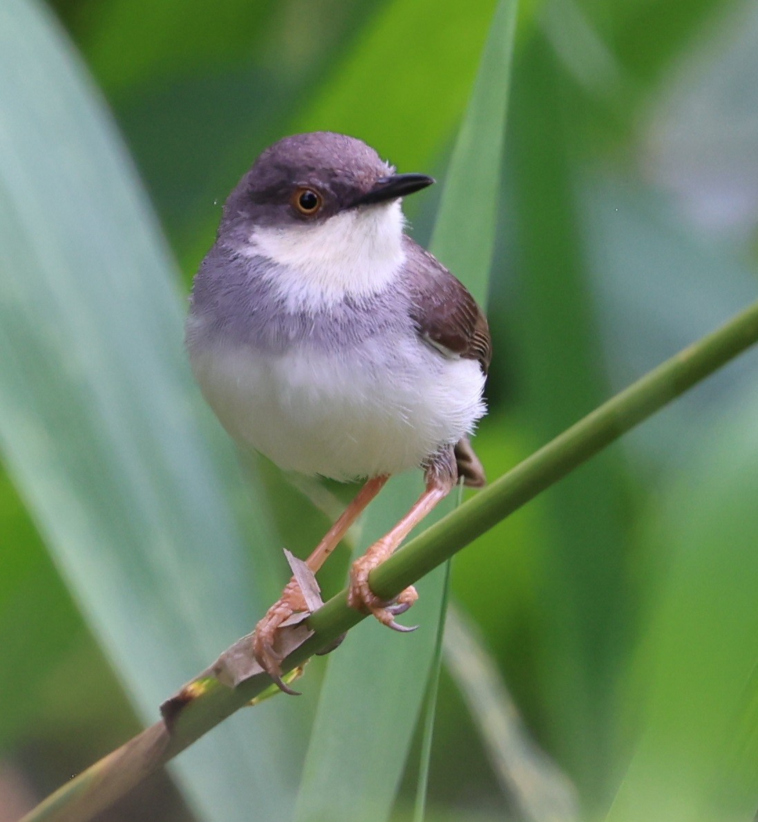 Gray-breasted Prinia - ML646940656