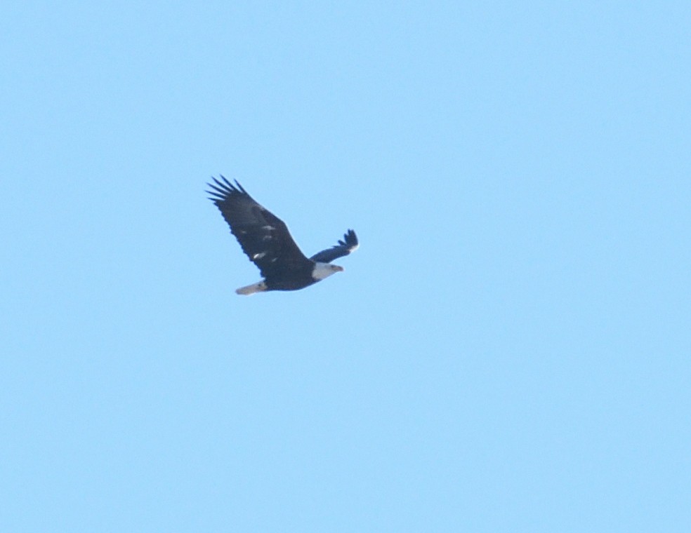 Bald Eagle - ML646940663