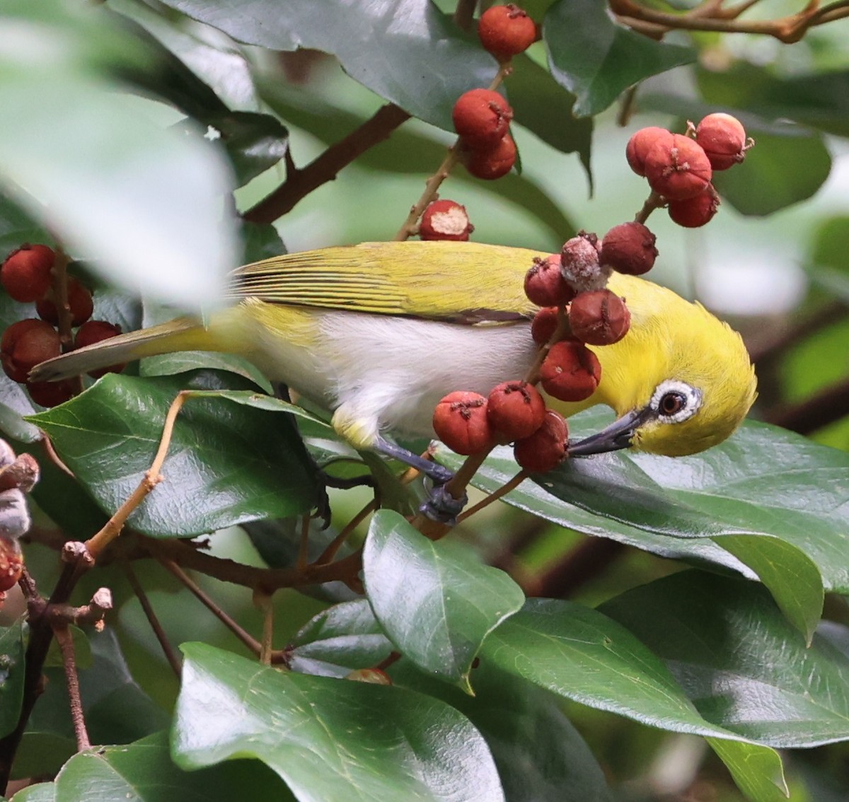 Indian White-eye - ML646940671