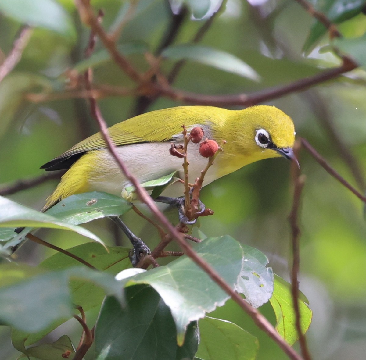 Indian White-eye - ML646940672