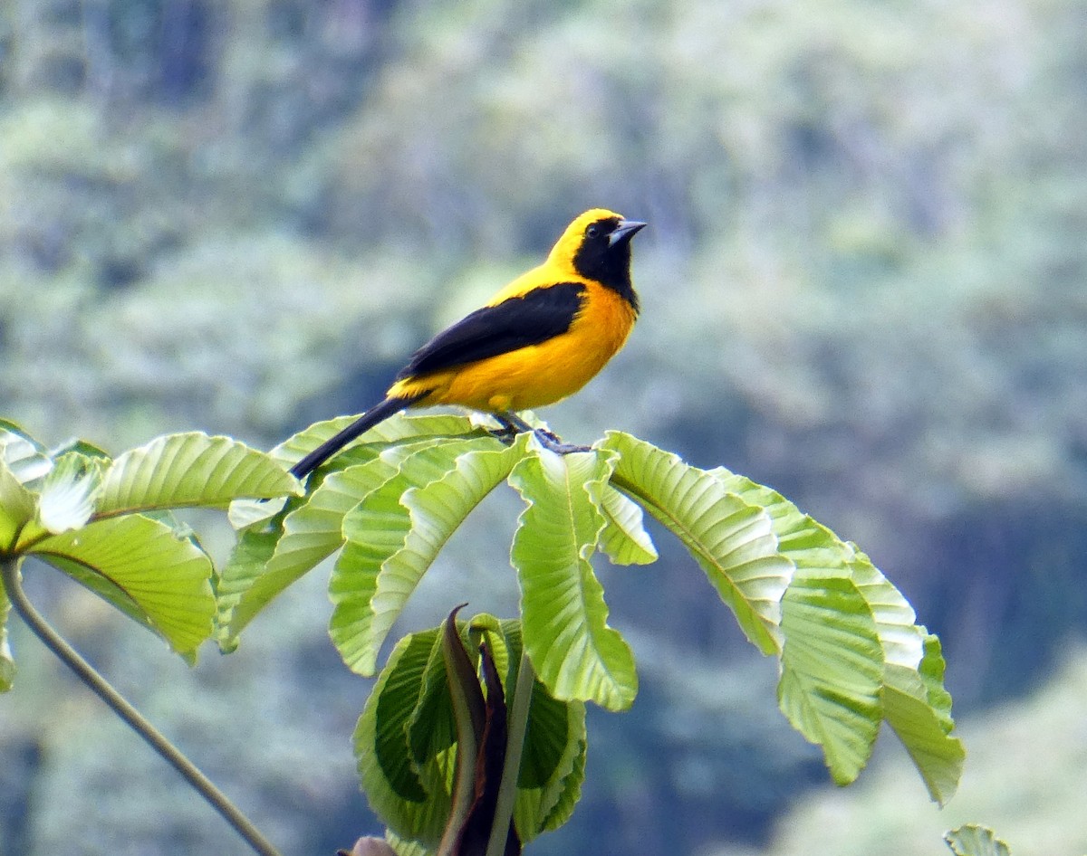 Yellow-backed Oriole - ML646940674
