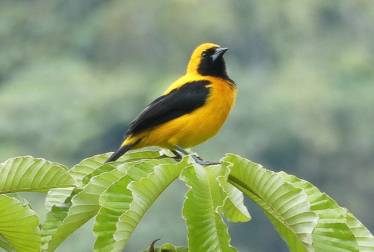 Yellow-backed Oriole - ML646940675