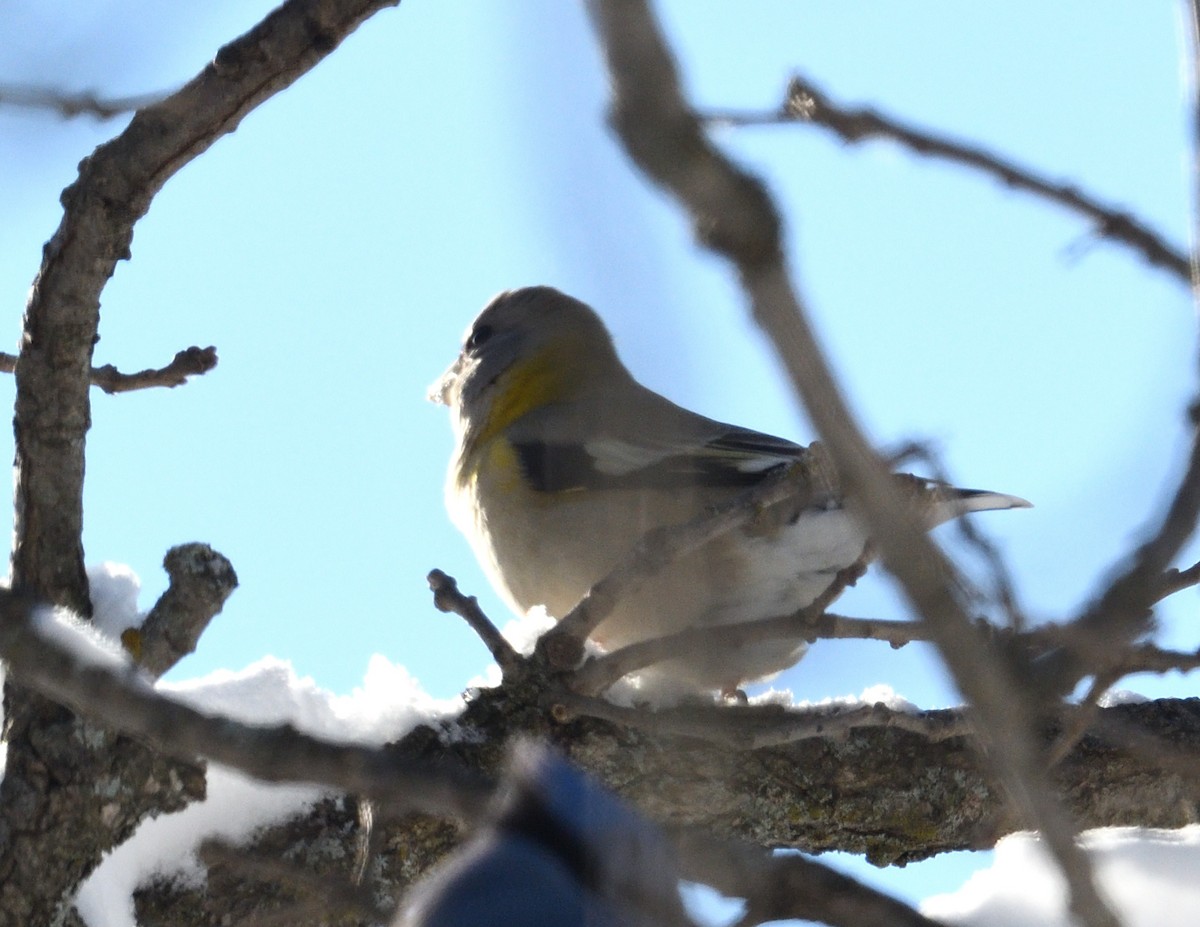 Evening Grosbeak - ML646940678