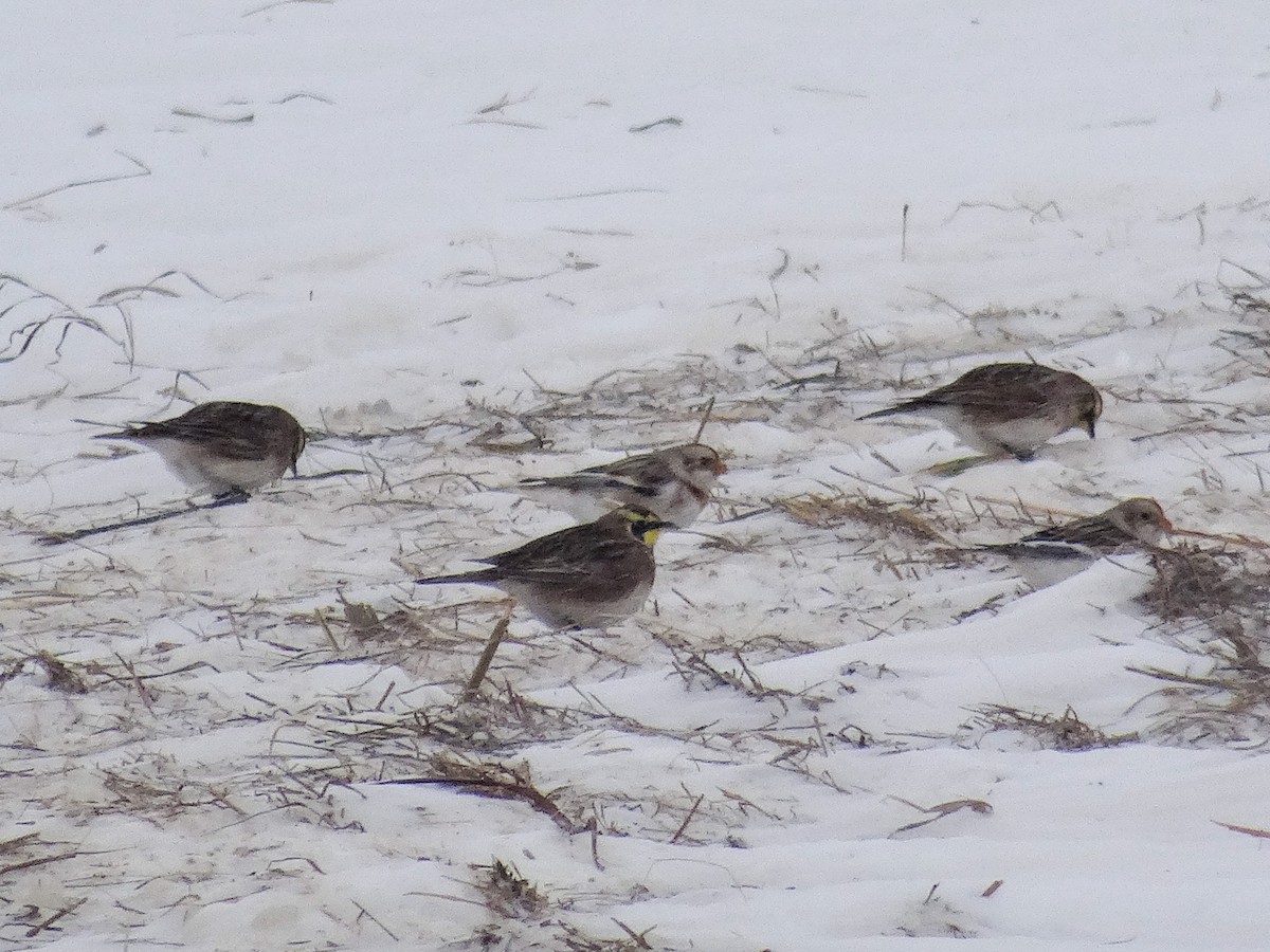 Horned Lark - ML646940679