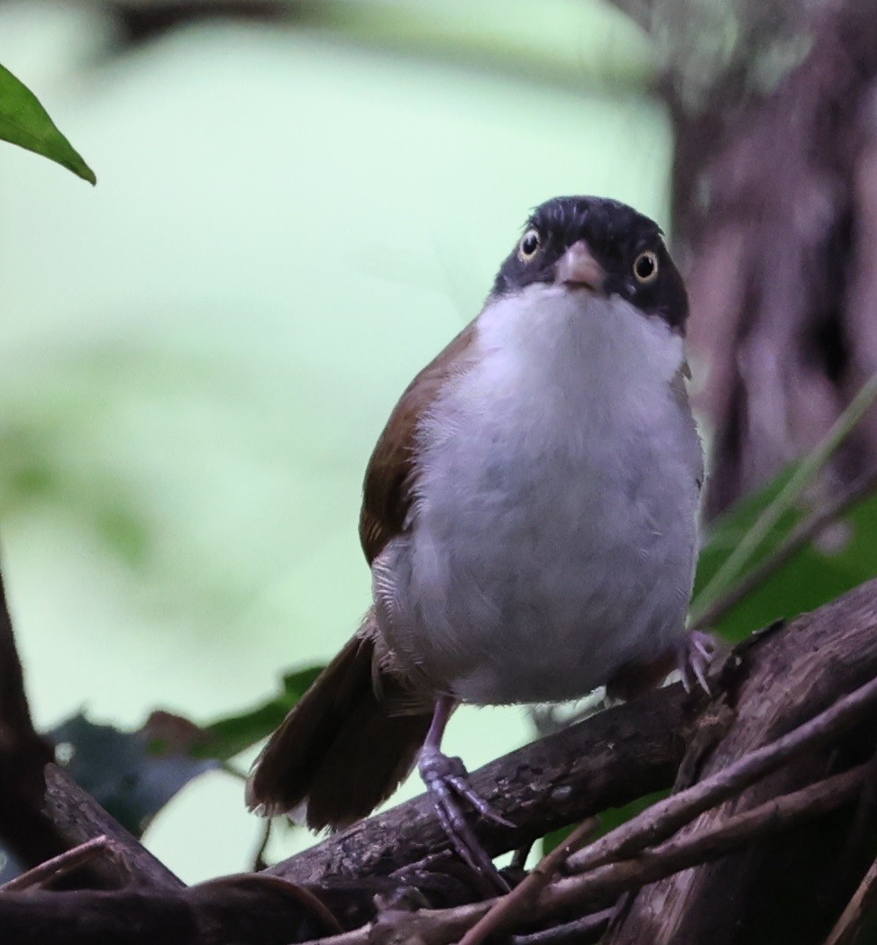 Dark-fronted Babbler - ML646940680