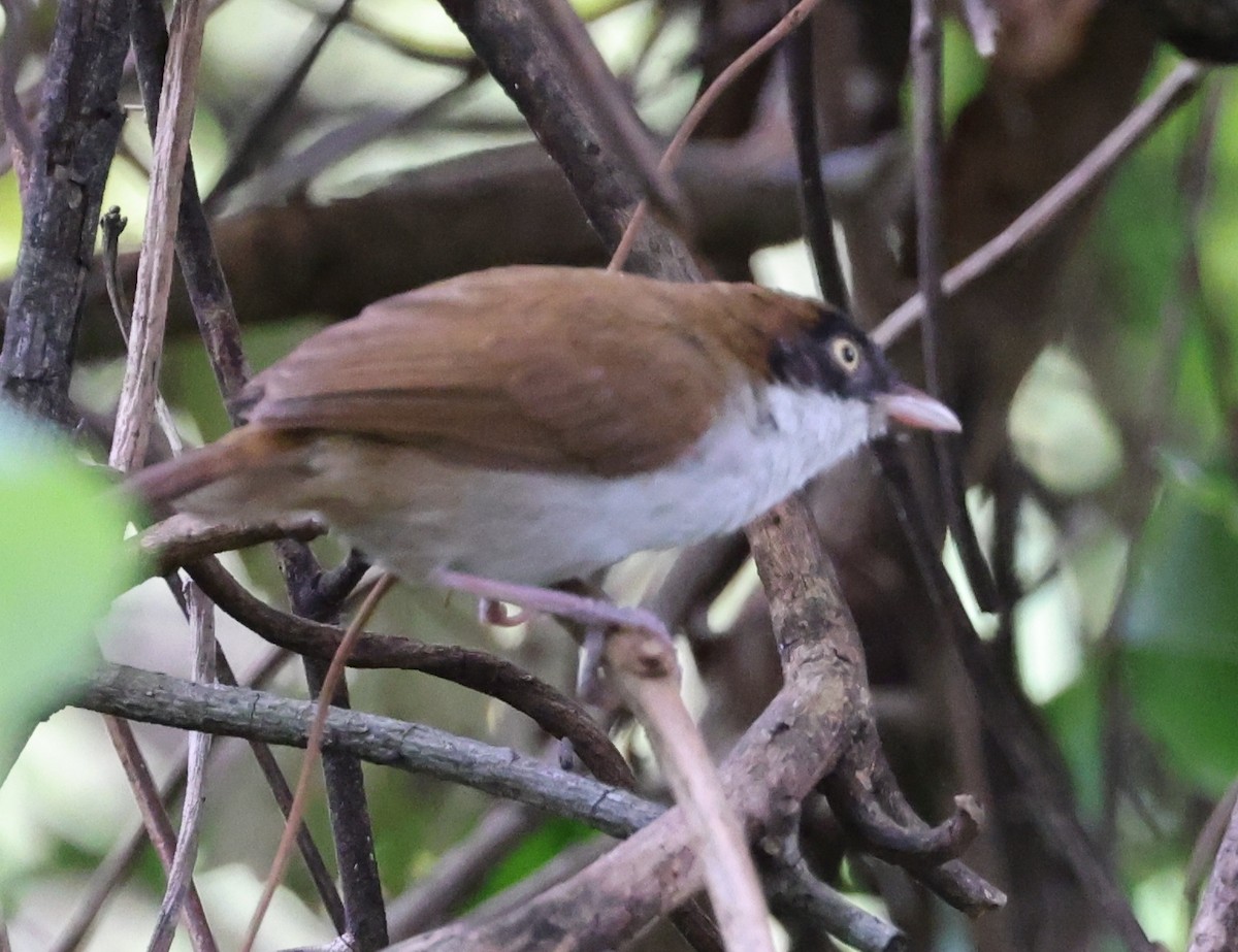 Dark-fronted Babbler - ML646940681