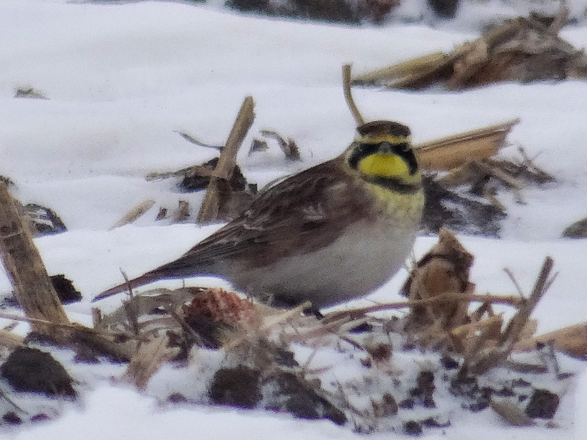 Horned Lark - ML646940682
