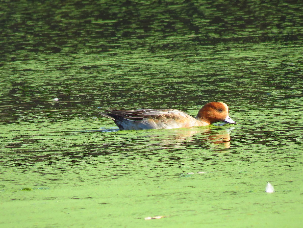 Ahate txistulari eurasiarra - ML646940683