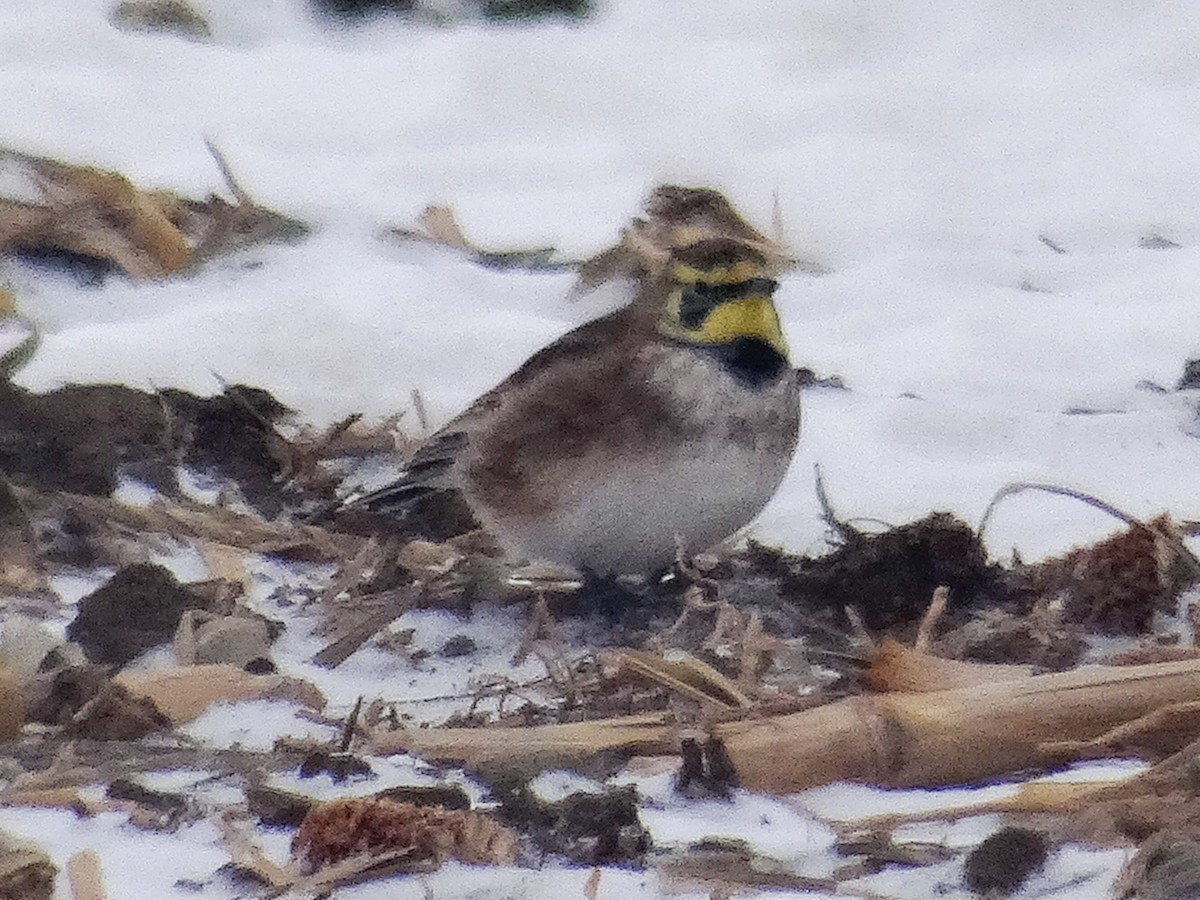 Horned Lark - ML646940687