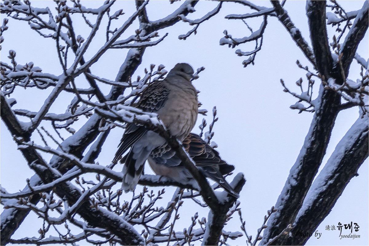 Oriental Turtle-Dove - ML646940689