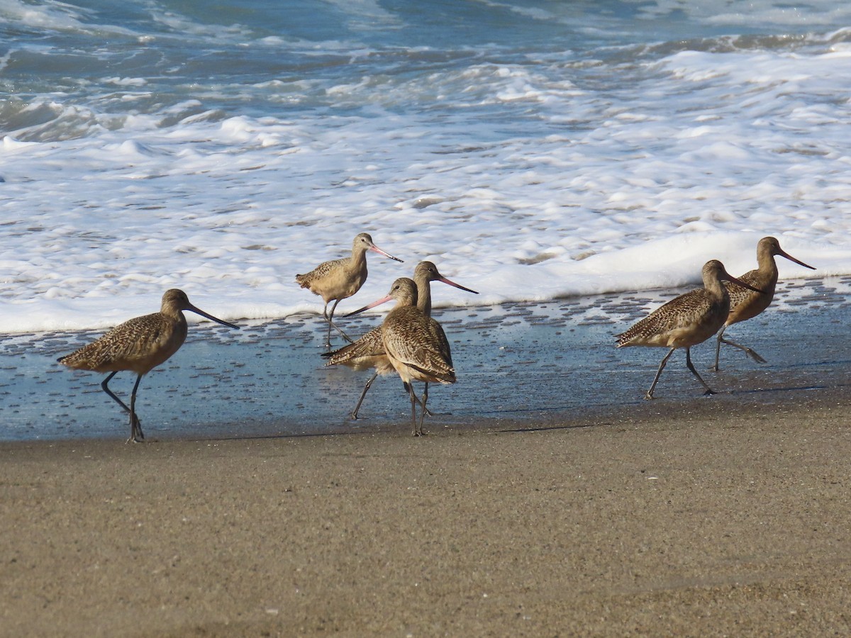Marbled Godwit - ML646940690