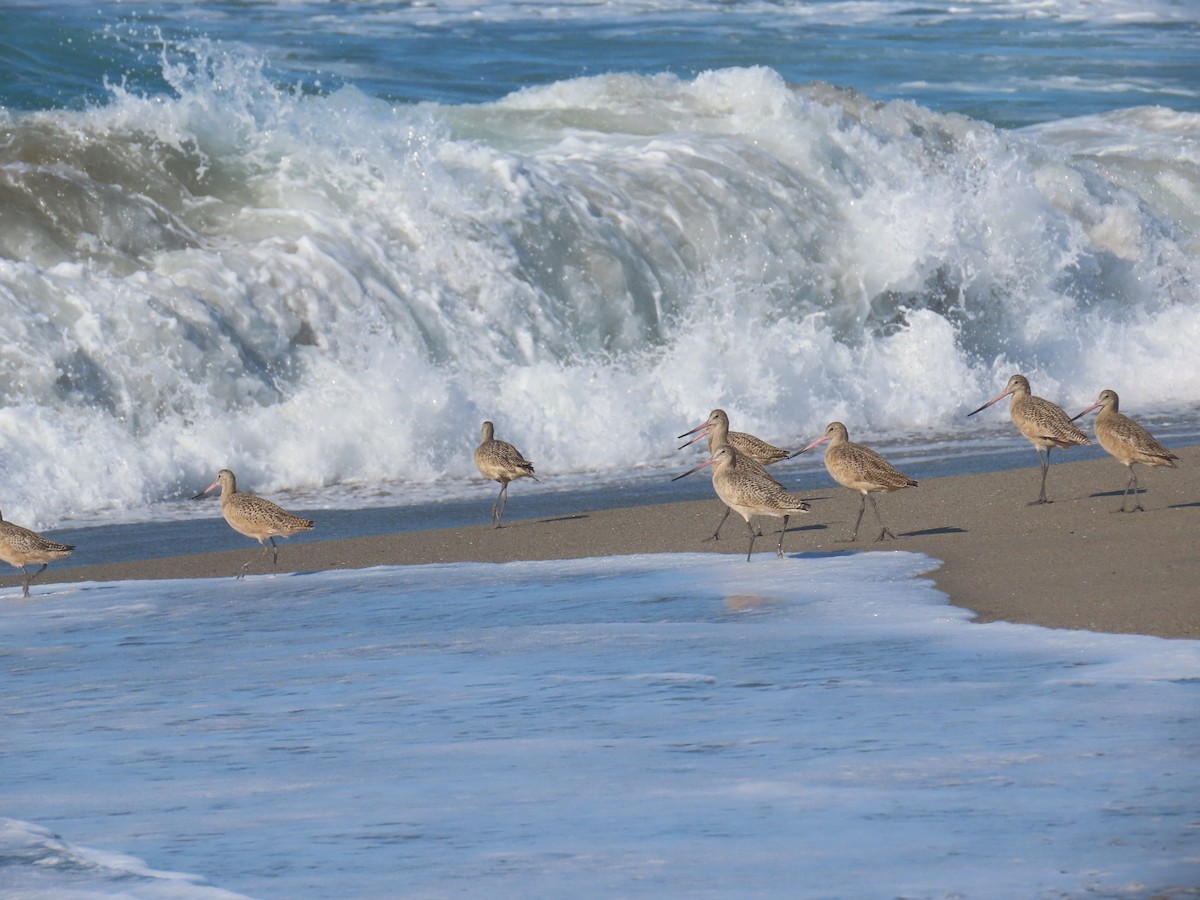 Marbled Godwit - ML646940692