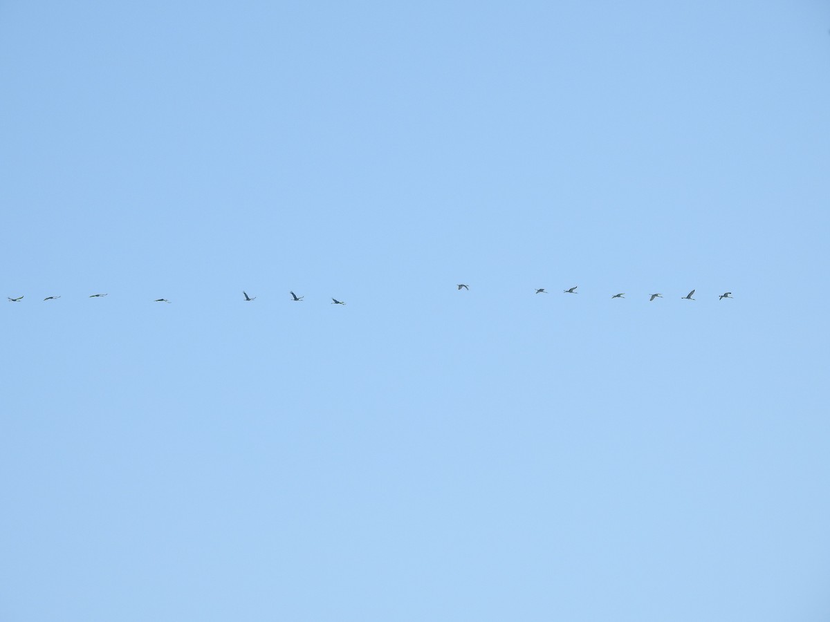 Grue du Canada - ML646940695