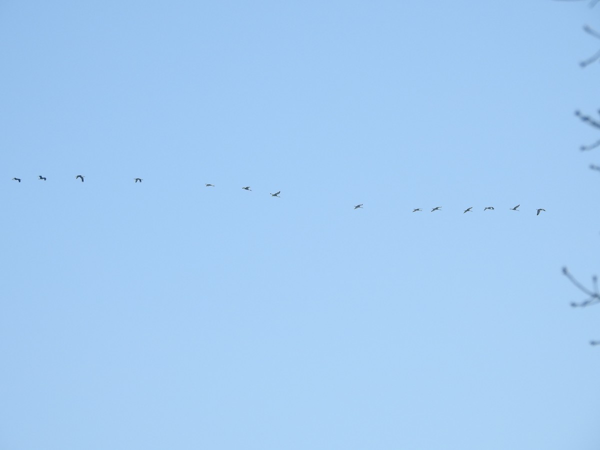 Grue du Canada - ML646940696