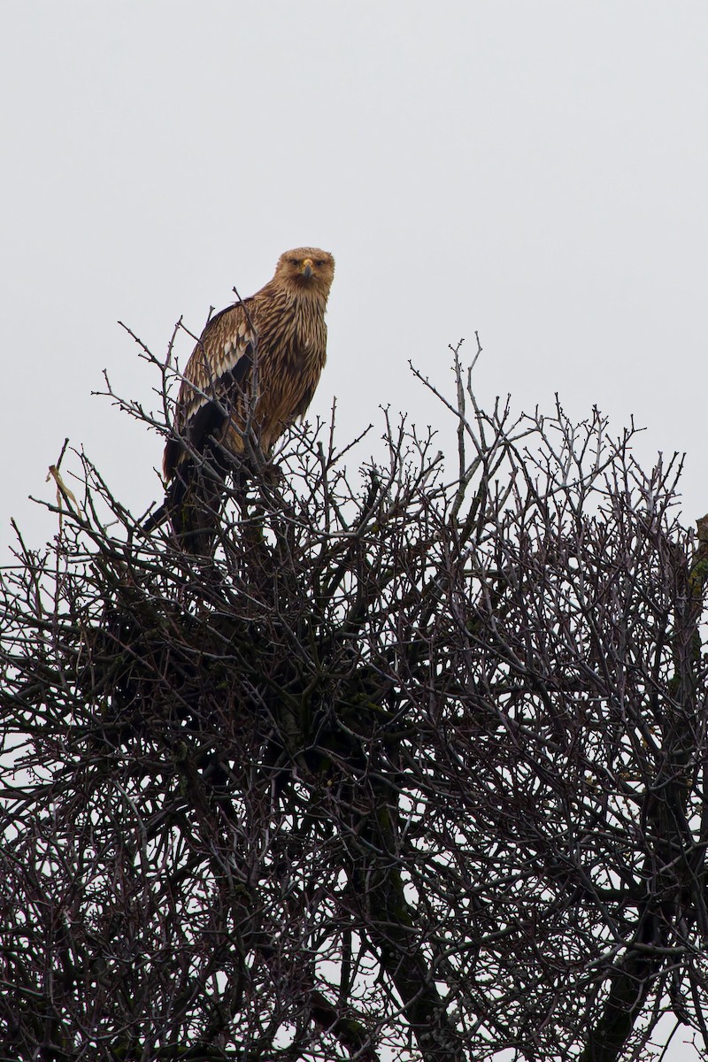 Imperial Eagle - ML646940697