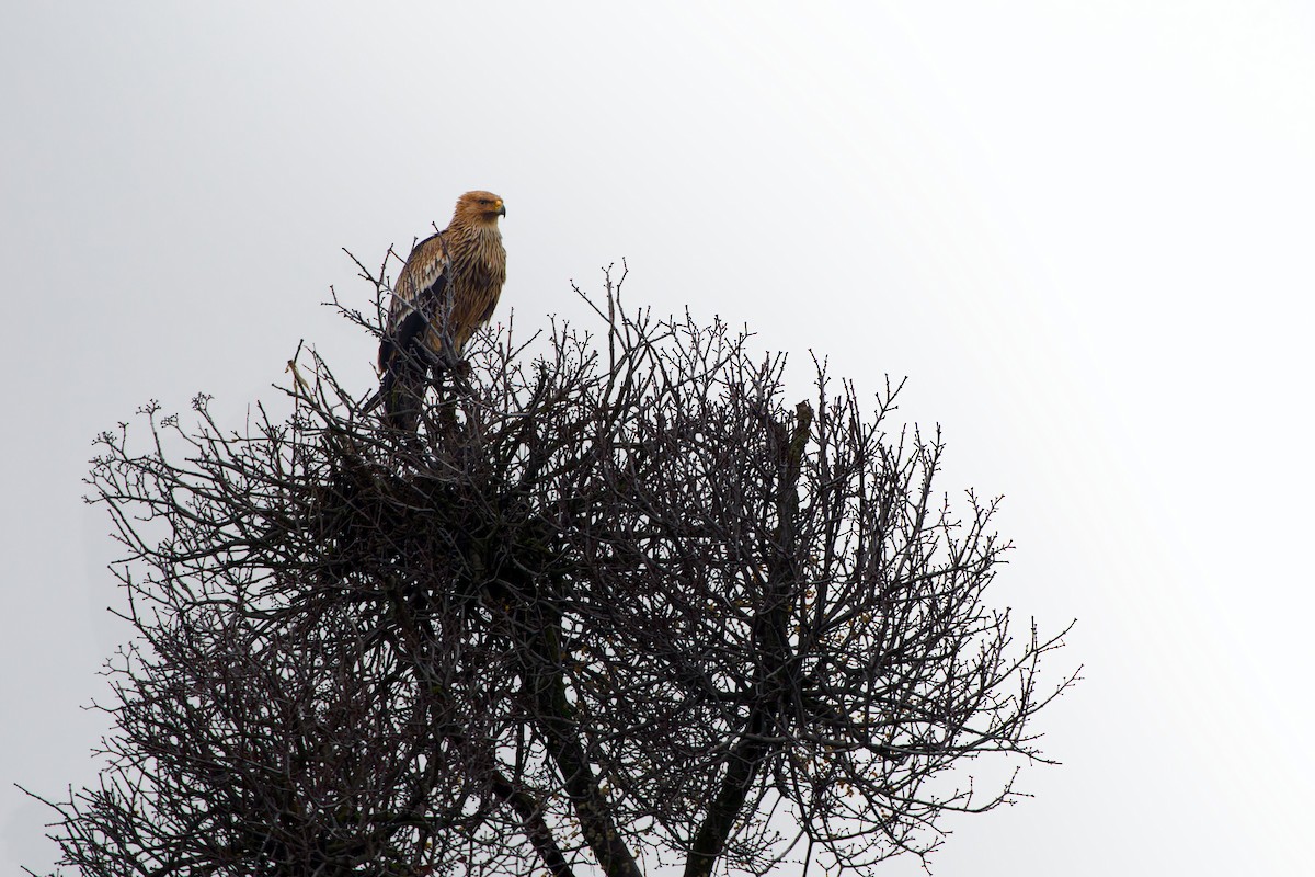 Imperial Eagle - ML646940698