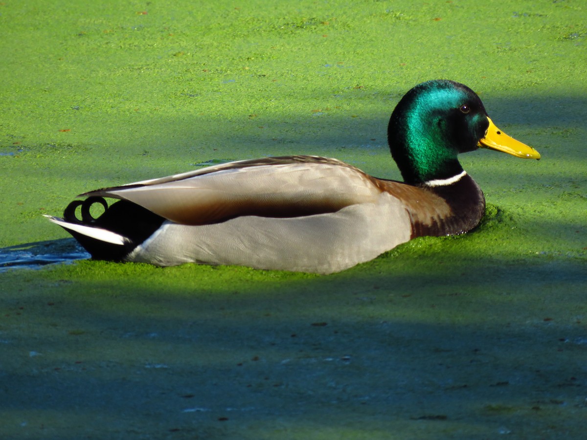 Basahatea - ML646940702