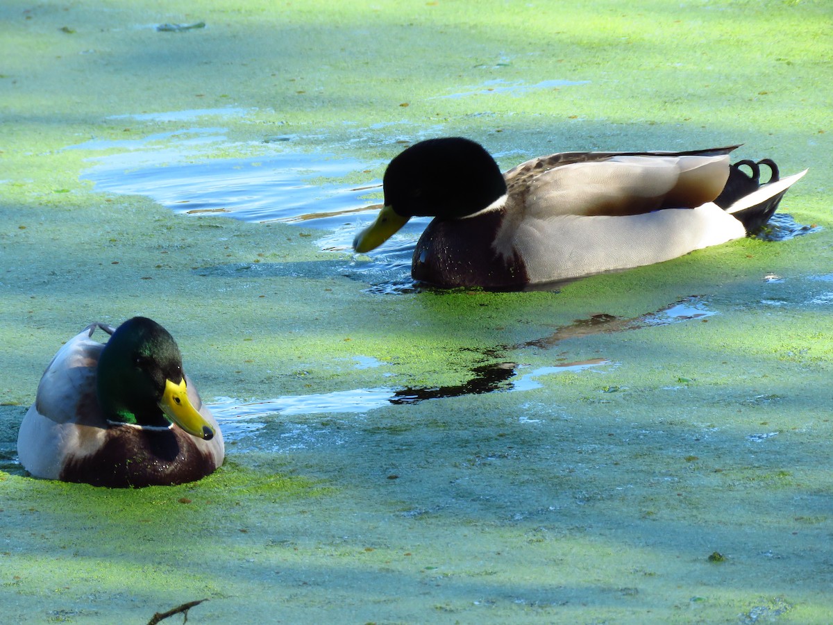 Basahatea - ML646940703