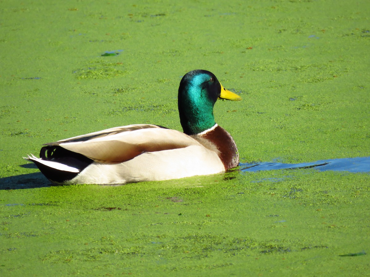 Basahatea - ML646940704