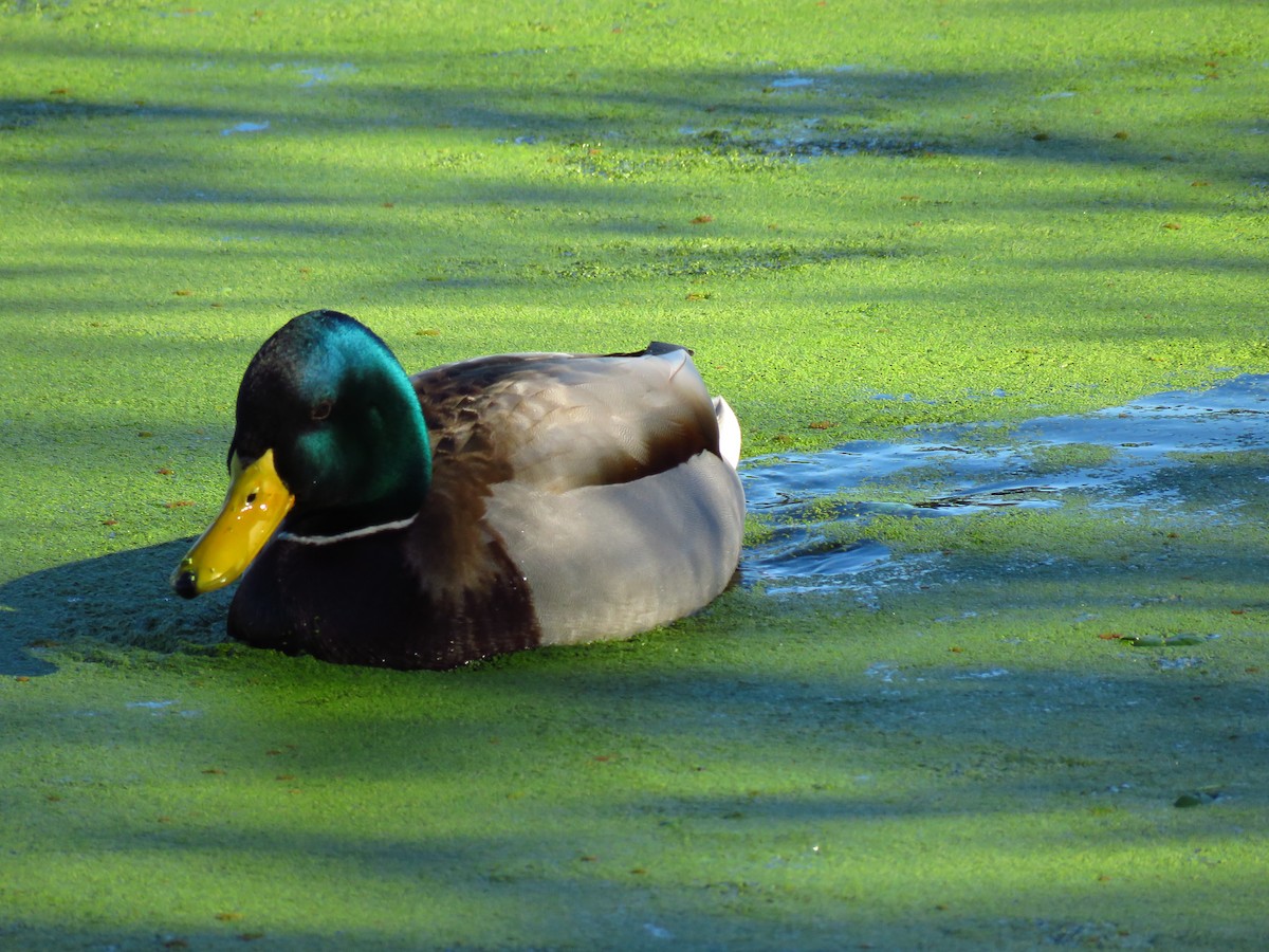 Basahatea - ML646940705