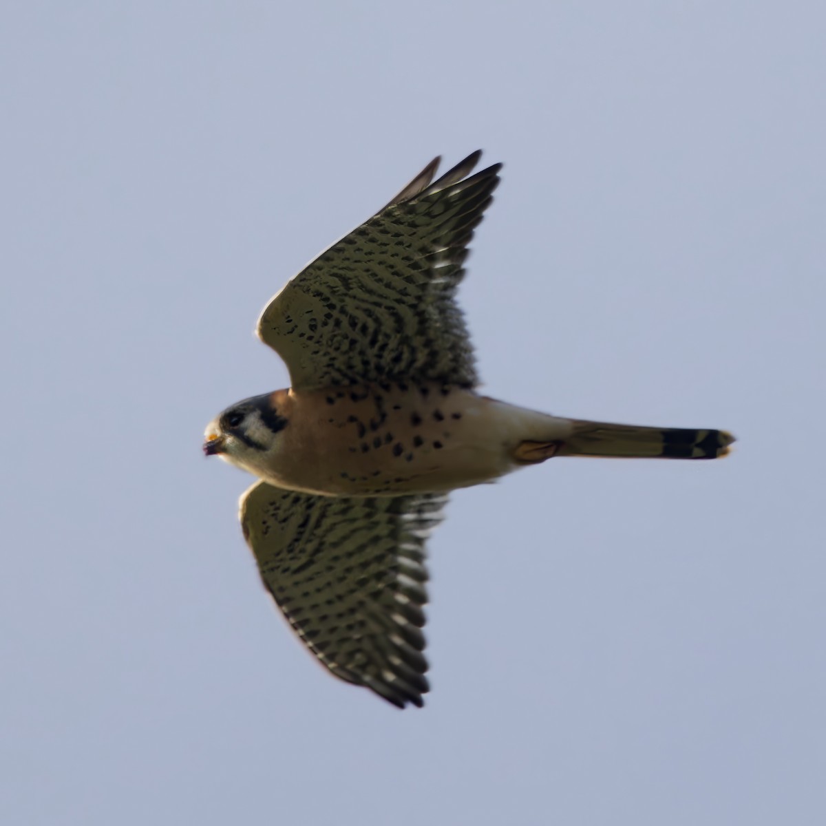 American Kestrel - ML646940706