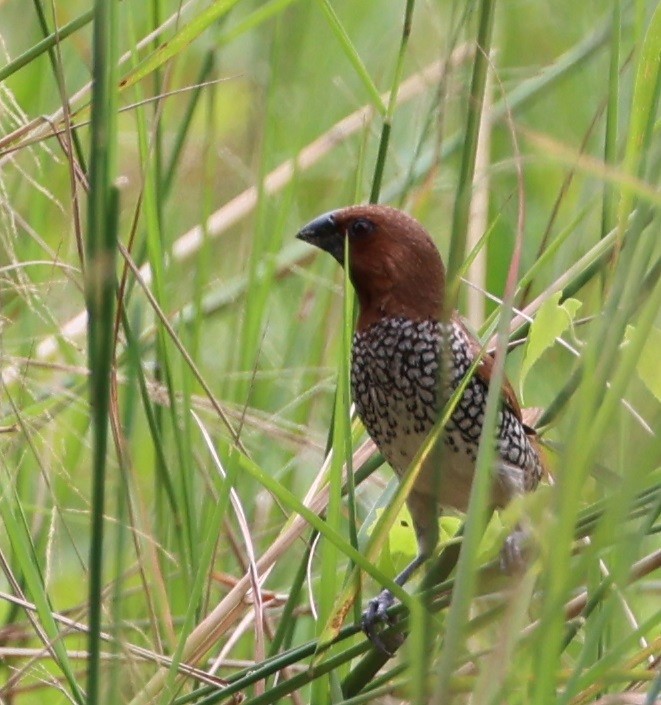 Scaly-breasted Munia - ML646940711
