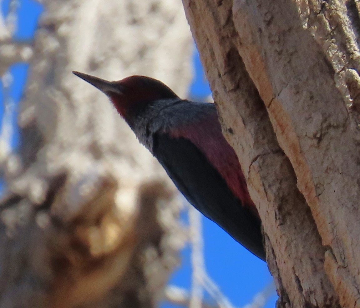 Гіла рожевочерева - ML646940712