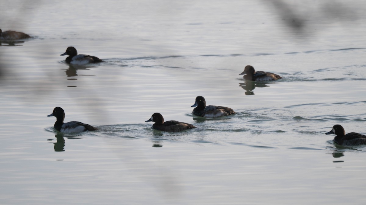 Porrón Bastardo - ML646940725