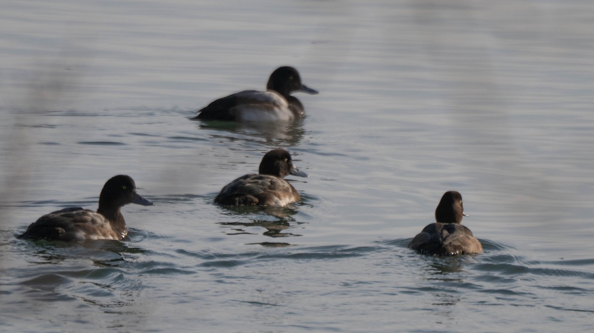 Porrón Bastardo - ML646940728