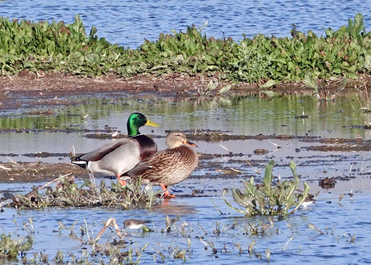 Stockente - ML646940734