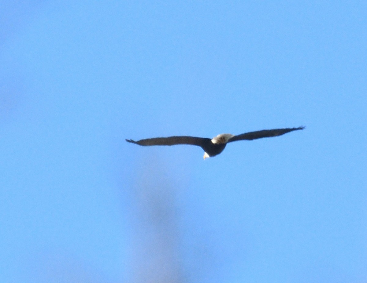 Bald Eagle - ML646940735