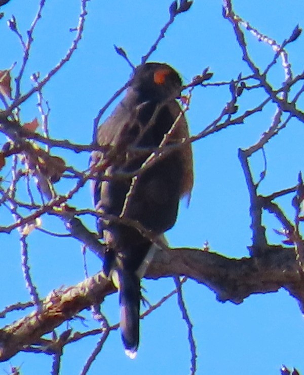 Яструб неоарктичний - ML646940738