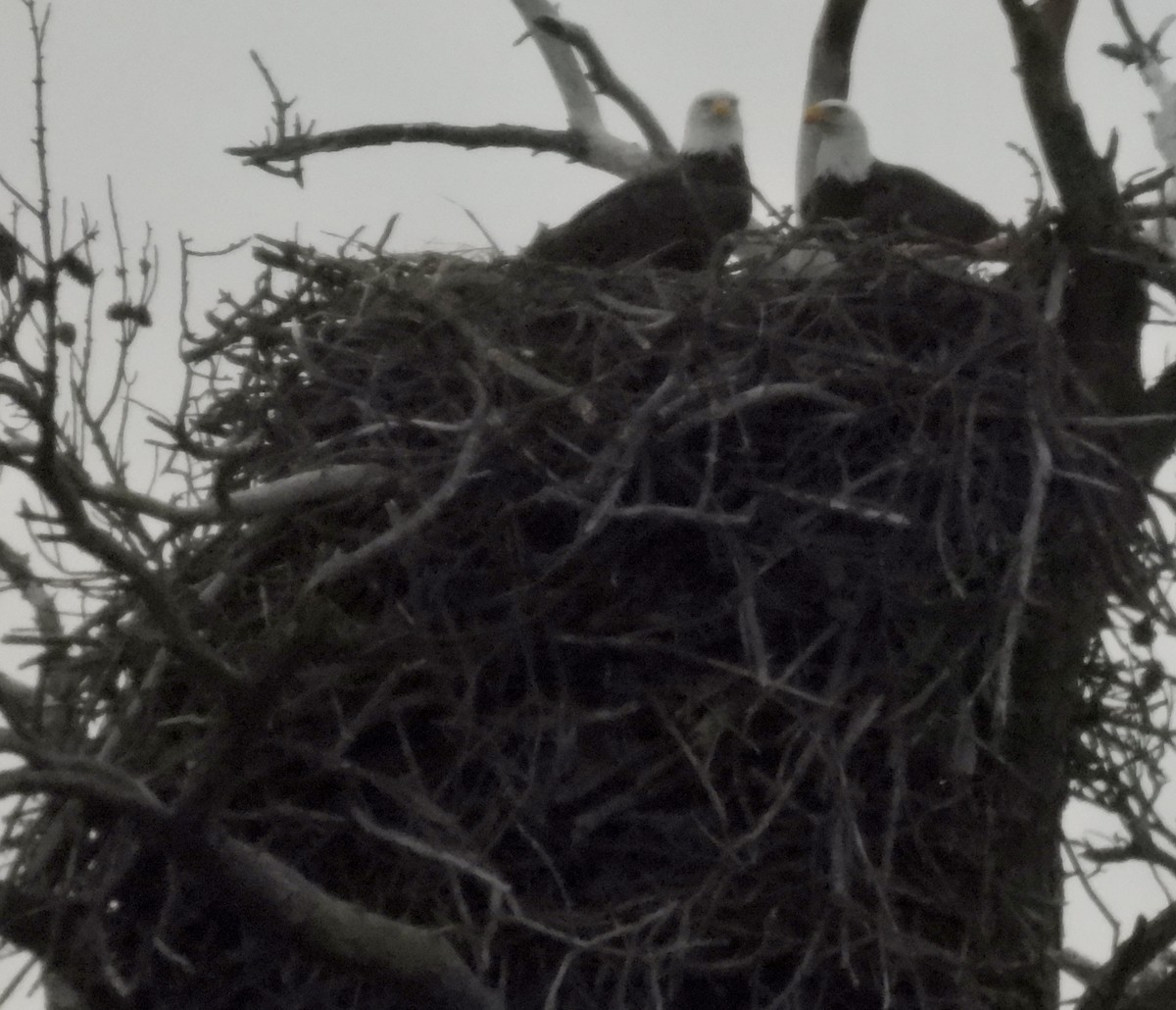 עיטם לבן-ראש - ML646940740