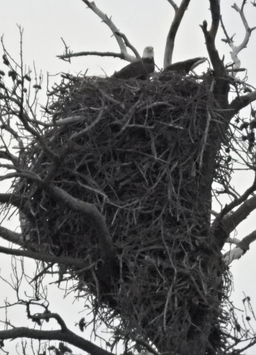 עיטם לבן-ראש - ML646940741