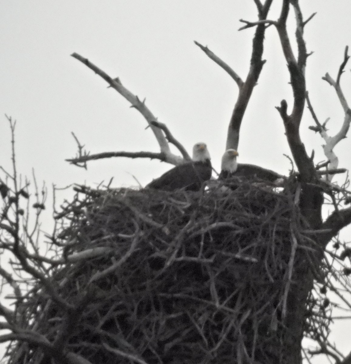 עיטם לבן-ראש - ML646940742